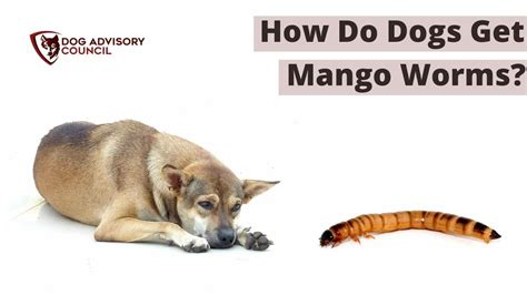 mango worms in dogs|what are mango worms caused by.